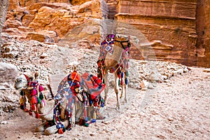 Camels in Petra