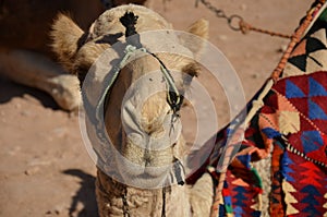 Camels, Petra