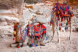 Camels in Petra photo