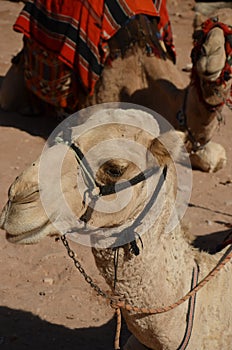 Camels, Petra