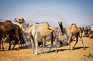 Camels at Pushkar Camel Fair Pushkar Mela in Pushkar, Rajasthan, India