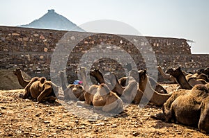 Camels at Pushkar Camel Fair Pushkar Mela in Pushkar, Rajasthan, India