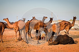 Camels at Pushkar Camel Fair Pushkar Mela in Pushkar, Rajasthan, India