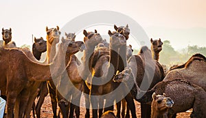 Camels at Pushkar Camel Fair Pushkar Mela in Pushkar, Rajasthan, India