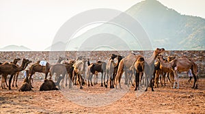 Camels at Pushkar Camel Fair Pushkar Mela in Pushkar, Rajasthan, India