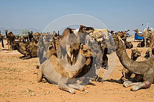 Camels at Pushkar Camel Fair Pushkar Mela in Pushkar, Rajasthan, India