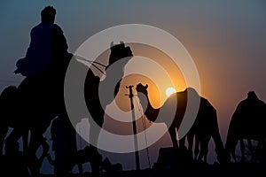 Camels in Pushkar desert in sunset, India. During Pushkar Camel Fair