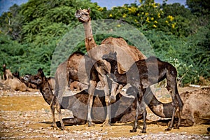 Camels at the Pushkar Fair, also called the Pushkar Camel Fair or locally as Kartik Mela is an annual multi-day livestock fair and photo