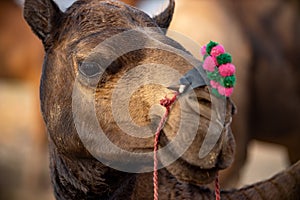 Camels at the Pushkar Fair, also called the Pushkar Camel Fair or locally as Kartik Mela is an annual multi-day livestock fair and photo