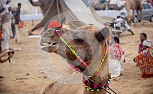 Camels at the Pushkar Fair, also called the Pushkar Camel Fair or locally as Kartik Mela is an annual multi-day livestock fair and photo
