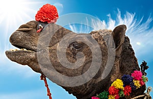 Camels at the Pushkar Fair, also called the Pushkar Camel Fair or locally as Kartik Mela is an annual multi-day livestock fair and photo