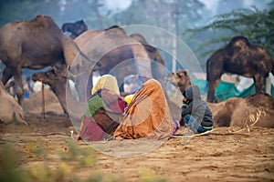 Camels at the Pushkar Fair, also called the Pushkar Camel Fair or locally as Kartik Mela is an annual multi-day livestock fair and photo