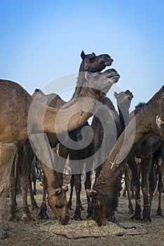 Camels at the Pushkar Fair in Rajasthan, India