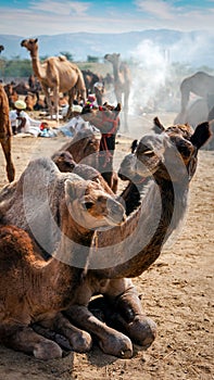 Camels at Pushkar Mel in Pushkar, Rajasthan, India