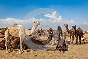 Camels at Pushkar Mela Pushkar Camel Fair , India