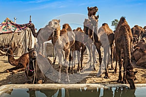 Camels at Pushkar Mela Pushkar Camel Fair , India photo