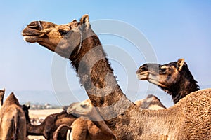 Camels at Pushkar Mela Camel fair in Rajasthan