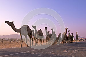 Camels at Pushkar Mela Pushkar Camel Fair , India