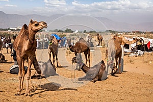Camels at Pushkar Mela Pushkar Camel Fair, India