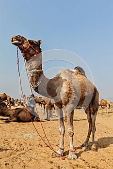 Camels at Pushkar Mela (Pushkar Camel Fair), India photo