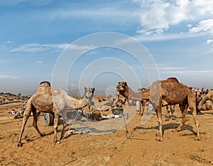 Camels at Pushkar Mela (Pushkar Camel Fair), India photo