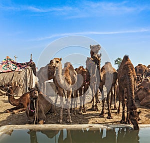 Camels at Pushkar Mela (Pushkar Camel Fair), India photo