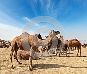 Camels at Pushkar Mela (Pushkar Camel Fair), India photo