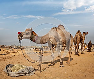 Camels at Pushkar Mela (Pushkar Camel Fair), India photo