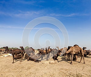 Camels at Pushkar Mela (Pushkar Camel Fair), India photo