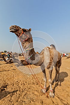 Camels at Pushkar Mela (Pushkar Camel Fair), India photo