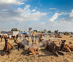 Camels at Pushkar Mela (Pushkar Camel Fair), India photo