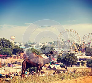 Camels at Pushkar Mela Pushkar Camel Fair , India