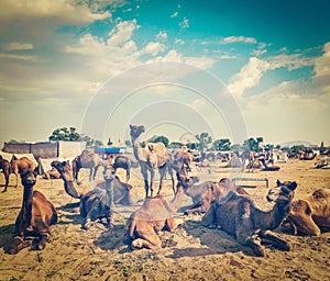 Camels at Pushkar Mela Pushkar Camel Fair , India