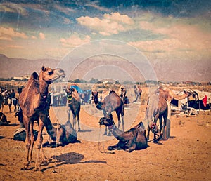 Camels at Pushkar Mela (Pushkar Camel Fair), India photo