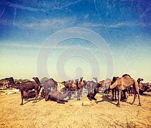 Camels at Pushkar Mela (Pushkar Camel Fair), India photo