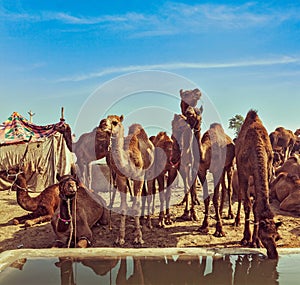 Camels at Pushkar Mela, Rajasthan, India photo