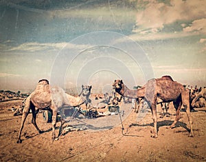 Camels at Pushkar Mela, Rajasthan, India photo