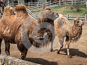 Camels in Pyongyang Central Zoo