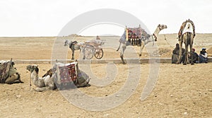 Camels and pyramid in Egypt.