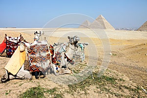 Camels and Pyramids, Giza, Egypt
