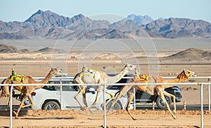 Camels racing for the king's cup, Al Ula, Saudi Arabia
