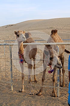Camels on the Red Sand Dunes in Sharjah, UAE