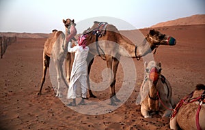 Camels rest at the end of the day, in the desert at dusk