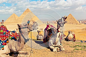 Camels rest on a hill near the Great Pyramids of Giza