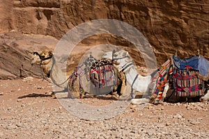 Camels at Rest, Petra