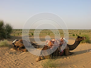 Camels resting