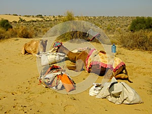 Camels resting during camel safari, Thar desert, India