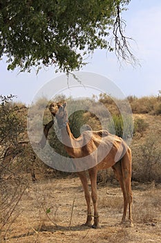 Camels resting during camel safari, Thar desert, Rajasthan, Indi