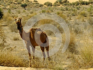 Camels resting during camel safari, Thar desert, Rajasthan, Indi