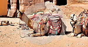 Camels are resting from carrying tourists through Wadi Musa to Petra, famous world heritage in Jordan. photo
